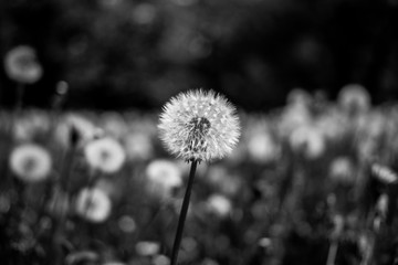 Dandelion Black and White