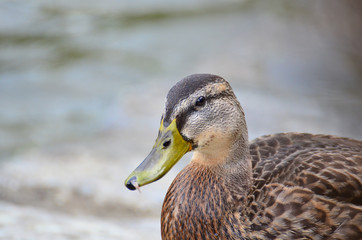 Ente