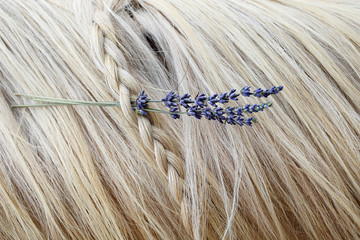 Palomino horse with lavender in braided mane. - obrazy, fototapety, plakaty