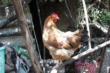 rooster