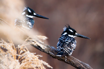 Pied King Fishers