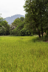 Obraz premium Green rice field and forest landscape photo. Cultivated rice growth in Asia. Tropical nature travel.