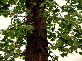 Close-up of A Ginkgo Tree Trunk, Ginkgo Biloba