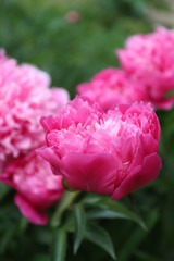 Pink bright Peony flowering in summer garden