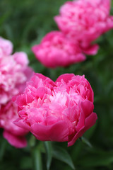 Pink bright paeonia Karl Rosenfield Herbaceous Peony flowering in summer garden