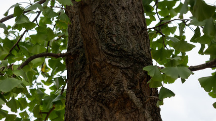 Close-up of A Ginkgo Tree Trunk, Ginkgo Biloba