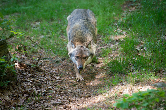      Der Wolf - Grey Wolf (Canis lupus) 