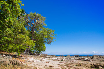 Beautiful landscape of rocky beach and trees in Playa Montezuma in gorgeous blue sky and sunny day