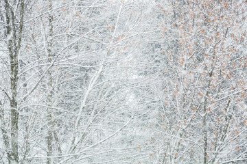 Fairy-tale winter weather. Heavy snowfall.