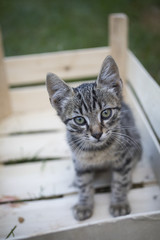 Adorable young cat posing for photo.
