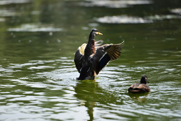 Die Ente