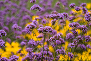 Colorful wild flowers on the field, shallow dof