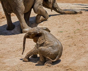 Fototapeta premium Baby Elephant