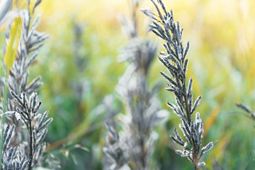 Autumn Lupins on a blurred background