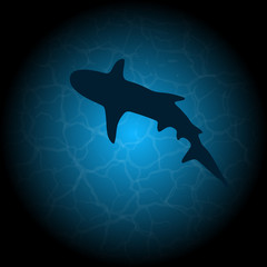 Blue water shark silhouette