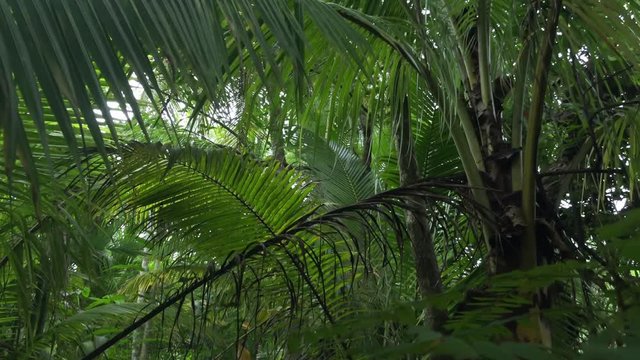 Panoramic view of branches and foliage of exotic palm trees,  Scenery with lush vegetation in tropical rainforest. Dense jungle thicket and daylight breaking through it. Luxuriant flora of tropics.