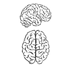 Brain silhouette outline