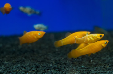 Colorful Gold, Yellow Molly Poecilia sphenops aquarium fishes. Shallow dof. Poecilia sphenops is a species of fish, of the genus Poecilia, known under the common name molly.