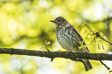 Closeup of a Song thrush Turdus philomelos bird singing in a tree