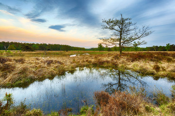 Fototapeta na wymiar Wetlands and moorland on the national park Groote Zand near Hooghalen Drenthe during sunset