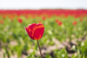 Closeup of red tulips in a Dutch tulips field flowerbed under a blue sky