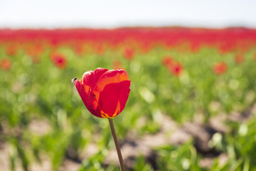 Naklejka premium Closeup of red tulips in a Dutch tulips field flowerbed under a blue sky