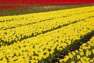 Yellow and red Dutch tulips flowers field with a blue sky