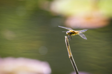 Close-up of a four-spotted chaser dragonfly insect, Libellula quadrimaculata