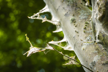 Closeup of a pest larvae caterpillars of the Yponomeutidae family or ermine moths, formed communal webs around a tree.
