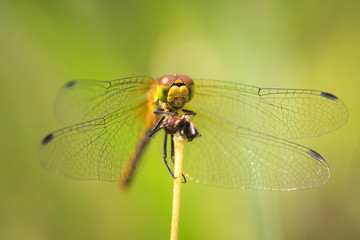 Closeup front view of a Ruddy darter (Sympetrum sanguineum) resting in sunlight in a meadow