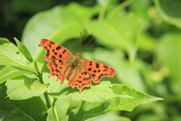 Obraz premium Top view of a Comma butterfly (Polygonia c-album) resting in sunlight