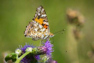 Painted Lady butterfly, vanessa cardu, feeding