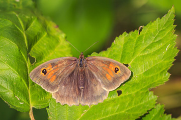Meadow brown butterfly Maniola jurtina top view wings