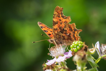 Comma butterfly  Polygonia c-album feeding on bramble bush flowers