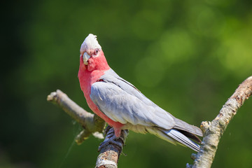 Closeup portrait of a galah cockatoo, Eolophus roseicapilla, bird