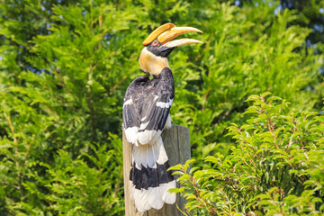 Closeup portrait of a Great hornbil, great Indian hornbill or great pied hornbill, Buceros...