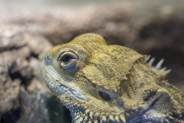 Bearded dragon, Pogona close up, shallow dof.Bearded dragons go through a type of hibernation called brumation.