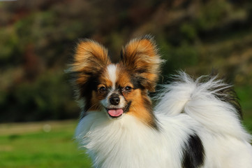 Papillon dog outdoor portrait in natural environment