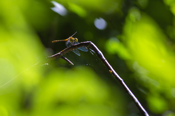 Closeup of a female Ruddy darter (Sympetrum sanguineum) resting in sunlight in a meadow