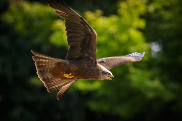 Black kite Milvus migrans in flight hunting