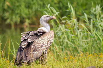 Ruppell's griffon vulture Gyps rueppellii perched closeup portrait