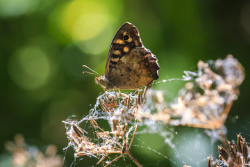 Speckled wood butterfly Pararge aegeria