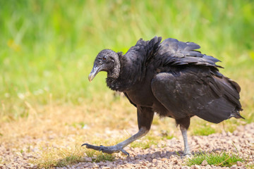 Closeup of a American black vulture Coragyps atratus walking and foraging in a green meadow
