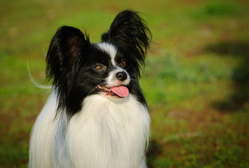 Papillon dog outdoor portrait in grass