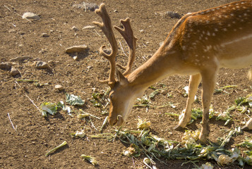 Young deer eating vegetables. Deer are the hoofed ruminant mammals forming the family Cervidae. The two main groups are the Cervinae, including the muntjac, the elk, the fallow deer and the chital. © Pantherius