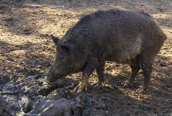 Wild boar, tusker looking for food in the mud. As true wild boars became extinct in Britain before the development of modern English, the same terms are often used for both true wild boar and pigs.