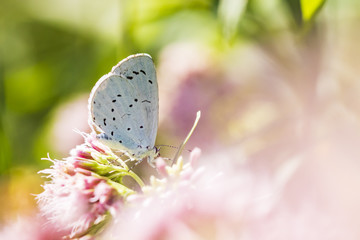 holly blue Celastrina argiolus butterfly pollinating