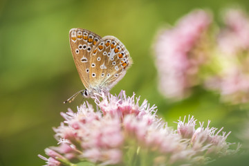 Female Common Blue butterfly Polyommatus icarus pollinating closeup
