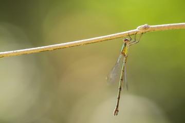 Detail closeup of a western willow emerald damselfly Chalcolestes viridis