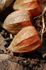 Physalis